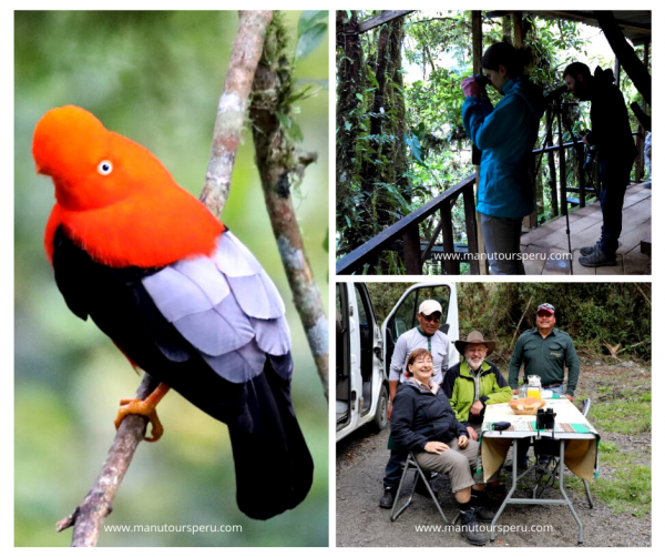 Tag 1: CUSCO - MANU NEBELWALD (ANDENKLIPPENVOGEL) - BAMBU LODGE.