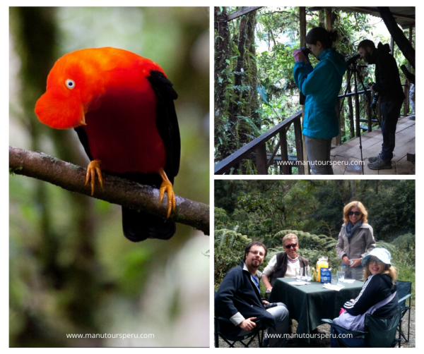 Tag 1: CUSCO - MANU NEBELWALD (ANDENKLIPPENVOGEL) - BAMBU LODGE.