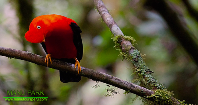 TAG 1.- CUSCO - NEBELWALD (Gallito de las Rocas) BIS BAMBULODGE.