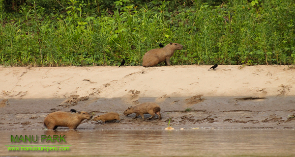 DIA 2.- BAMBU LODGE - HUMMINGBIRD LODGE