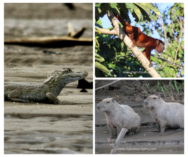 Day 2.- BAMBU LODGE - MANU HUMMINGBIRD LODGE: