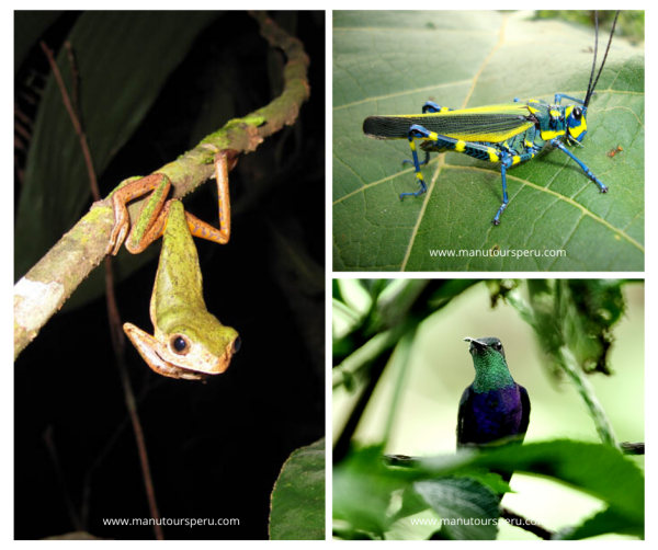 Day 2. - BAMBU LODGE - RIO ALTO MADRE DE DIOS - HUMMINGBIRD LODGE: