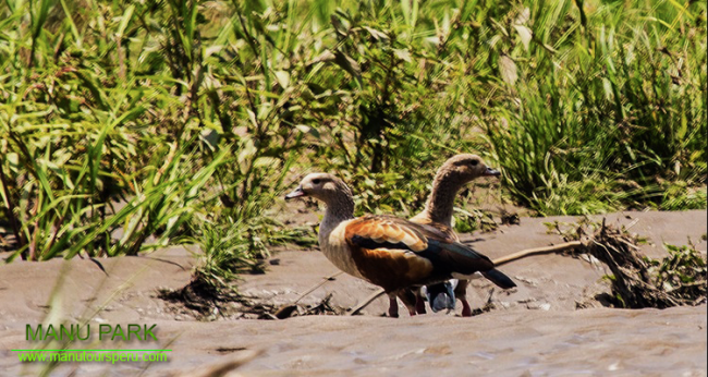 DIA 2.� ECOLOGICO BAMBU LODGE - MANU BIRDING LODGE / MAQUISAPAYOJ