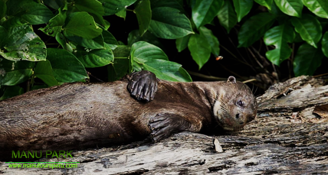 DAY 3.- EXPLORE THE OXBOW LAKE BLANCO & THE TAPIR SALTLICK WITHIN THE MANU BIOSPHERE