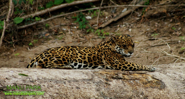 DAY 3.- HUMMINGBIRD LODGE - NATIONAL PARK OF MANU RESERVE - CASA MATSHIGUENKA.