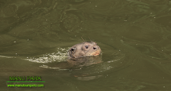 Tag 4: RESERVATSZONE MANU NATIONALPARK - COCHA SALVADOR - COCHA OTORONGO: