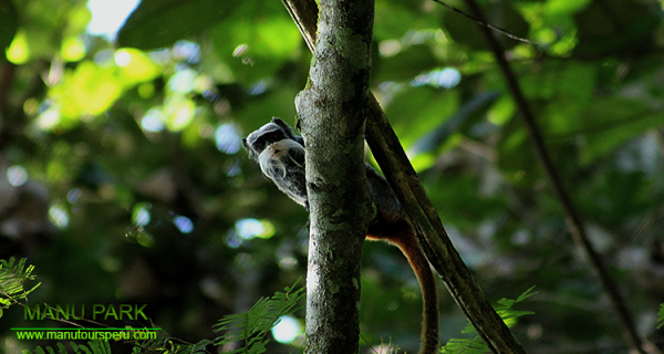 DAY 5.- CASA MATSHIGUENKA -  BIOLOGICAL RESEARCH CENTER PAKITZA / NATIONAL PARK OF MANU RESERVE.