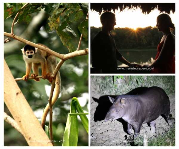 Tag  5: CASA MATSHIGUENKA - MANU MAQUISAPAYOJ - COLLPA TAPIR.