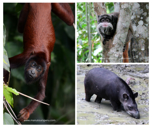 Tag  5: CASA MATSHIGUENKA - MANU MAQUISAPAYOJ - COLLPA TAPIR: