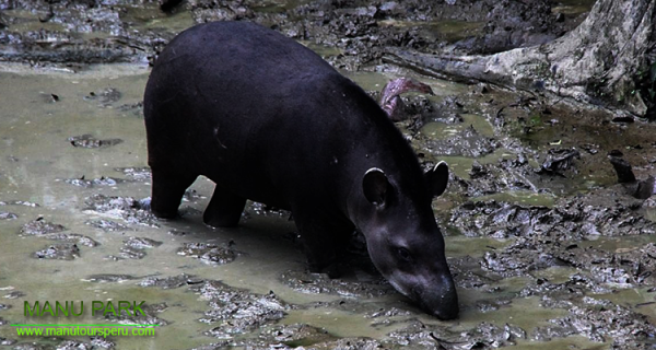 Tag  6: CASA MATSHIGUENKA - MANU MAQUISAPAYOJ - COLLPA TAPIR: