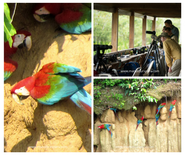 Day 6.- MACAW CLAY LICK / BLANQUILLO  - COLORADO - CUSCO OR PUERTO MALDONADO