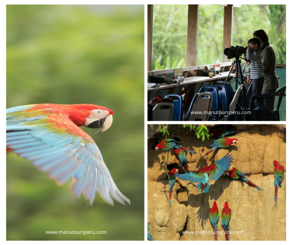 Day 6: MACAW CLAY LICK / BLANQUILLO - EXPLORE MANU MAQUISAPAYOJ.